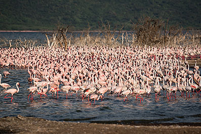 Bogoria15