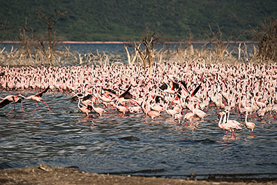 Bogoria16