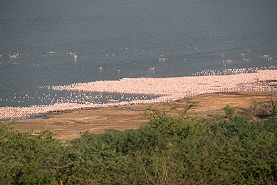 Bogoria17