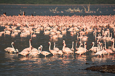 Bogoria18