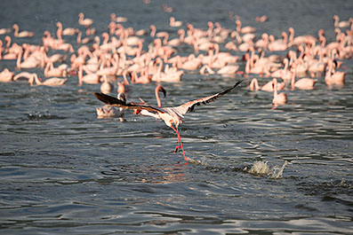 Bogoria19