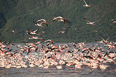 Bogoria20