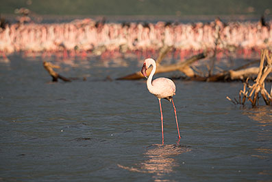 Bogoria22