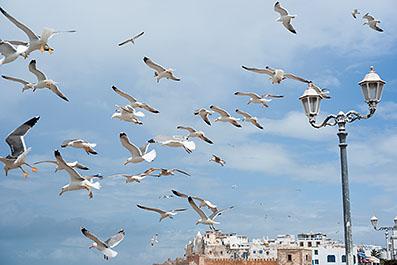 Essaouira08