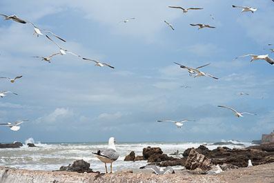 Essaouira09
