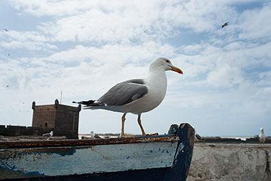 Essaouira13