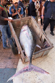 Essaouira225