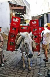 Fez25