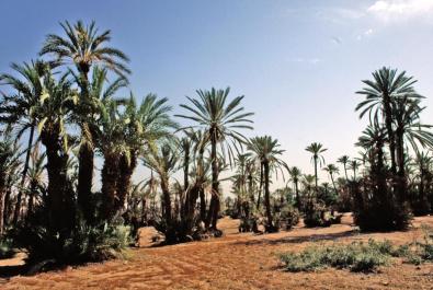 Marrakech001