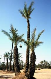 Marrakech002