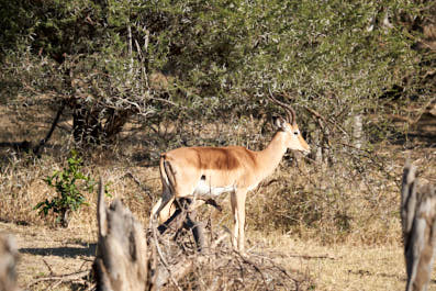 Divundu04