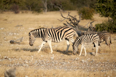 Etosha02