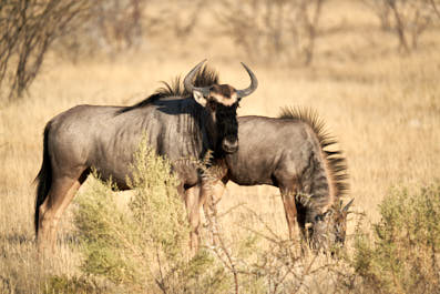 Etosha06
