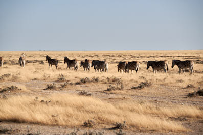 Etosha08