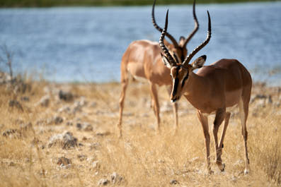 Etosha18