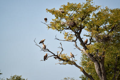 Etosha21