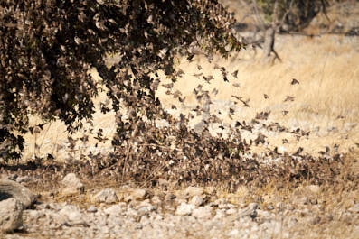 Etosha25