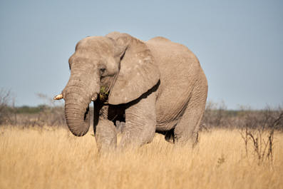 Etosha32