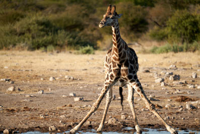 Etosha35