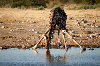Etosha36