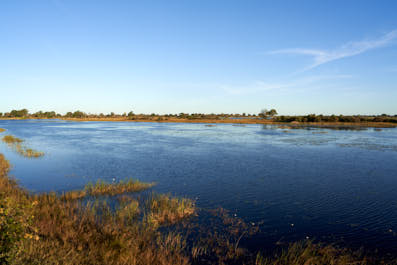 Kongola09