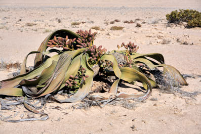 WalvisBay16