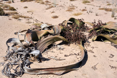 WalvisBay18