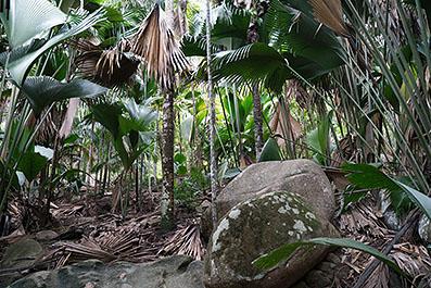Praslin03