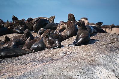 CapeArea11
