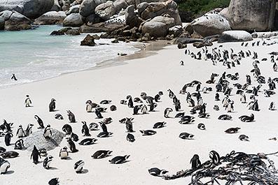 CapeArea21