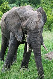 KrugerPark01