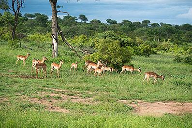 KrugerPark02