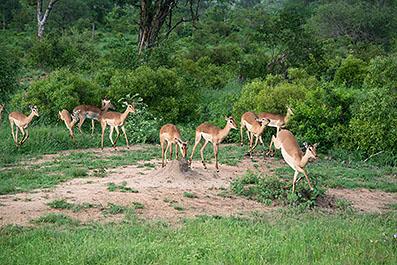 KrugerPark03