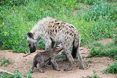 KrugerPark04