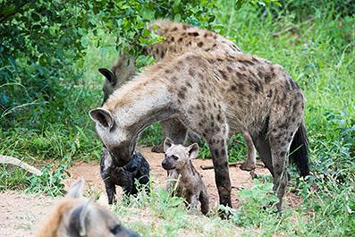 KrugerPark05