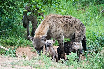 KrugerPark06