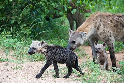 KrugerPark07