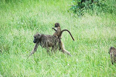 KrugerPark08