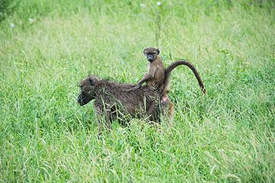 KrugerPark09