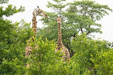 KrugerPark10