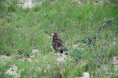 KrugerPark11