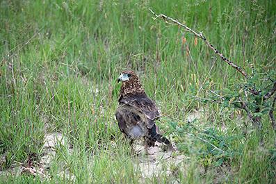 KrugerPark12