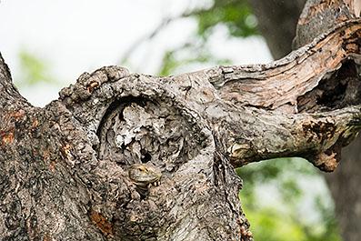 KrugerPark13