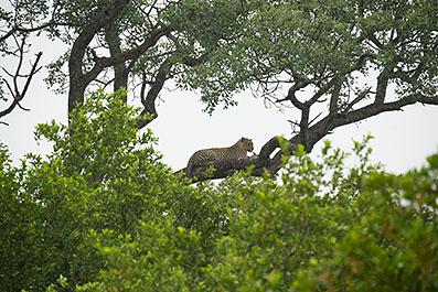 KrugerPark14