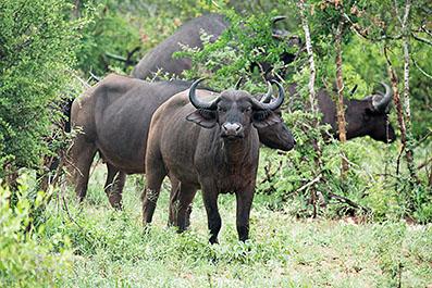 KrugerPark15