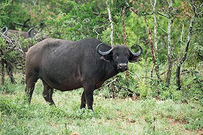 KrugerPark16