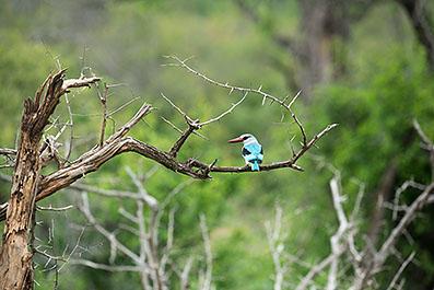 KrugerPark17