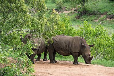 KrugerPark18