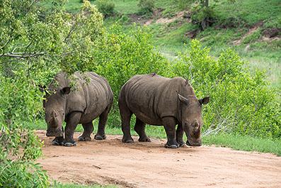 KrugerPark19