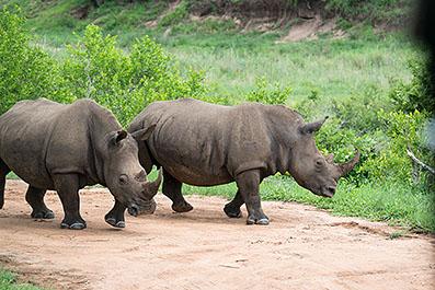KrugerPark20